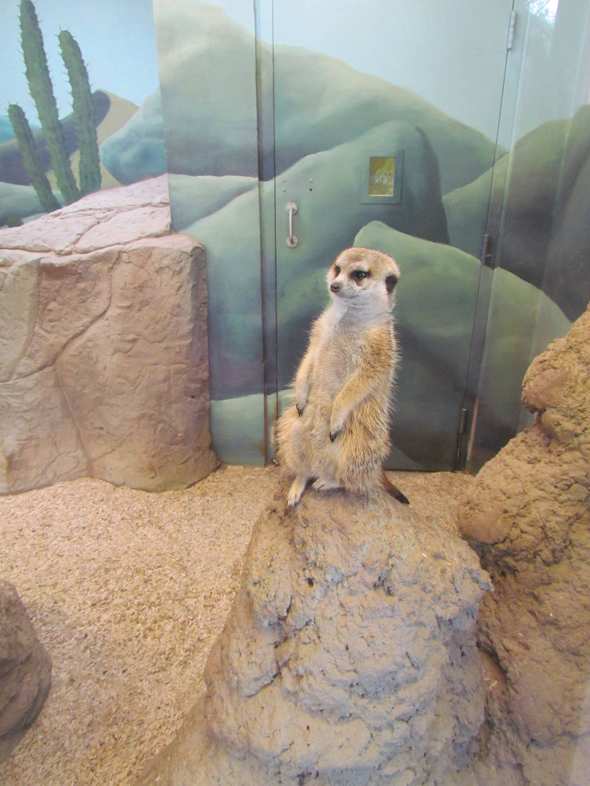 Small Animal Kingdom - Indoor Meerkat Exhibit