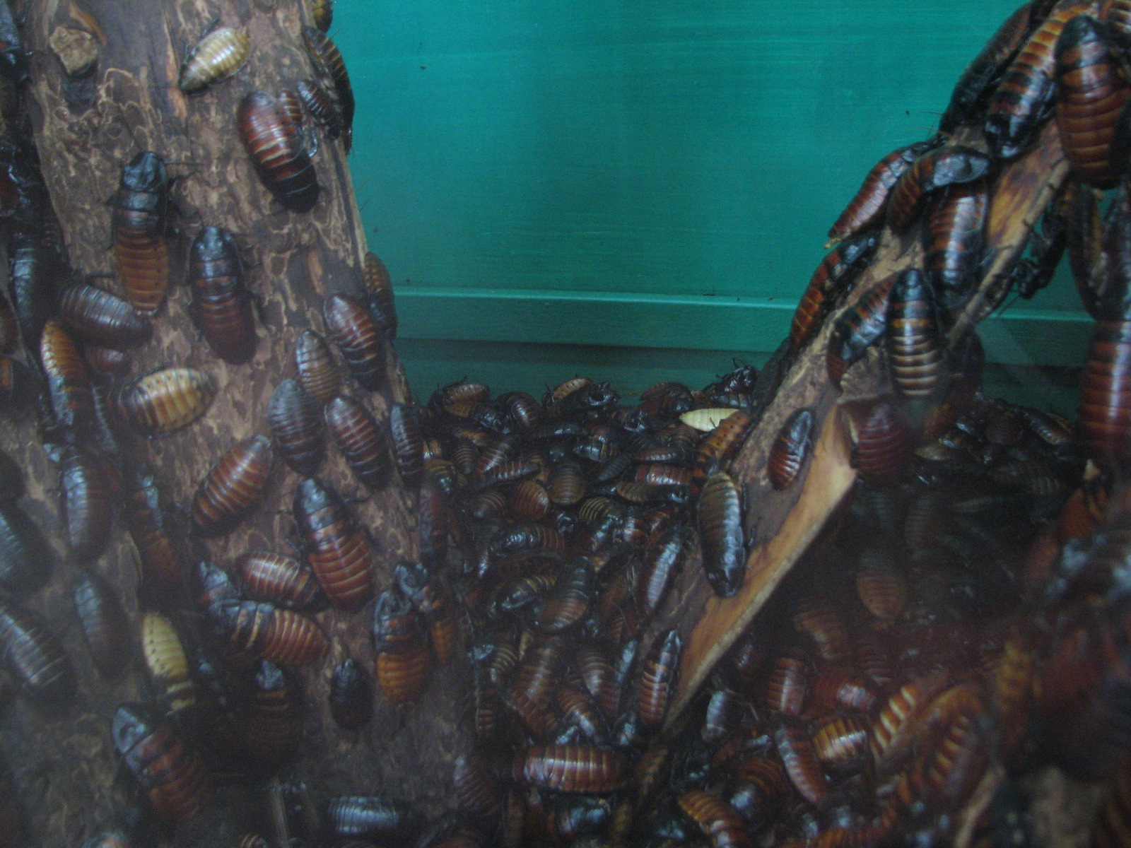 Small Animal Kingdom - Madagascar Hissing Cockroaches