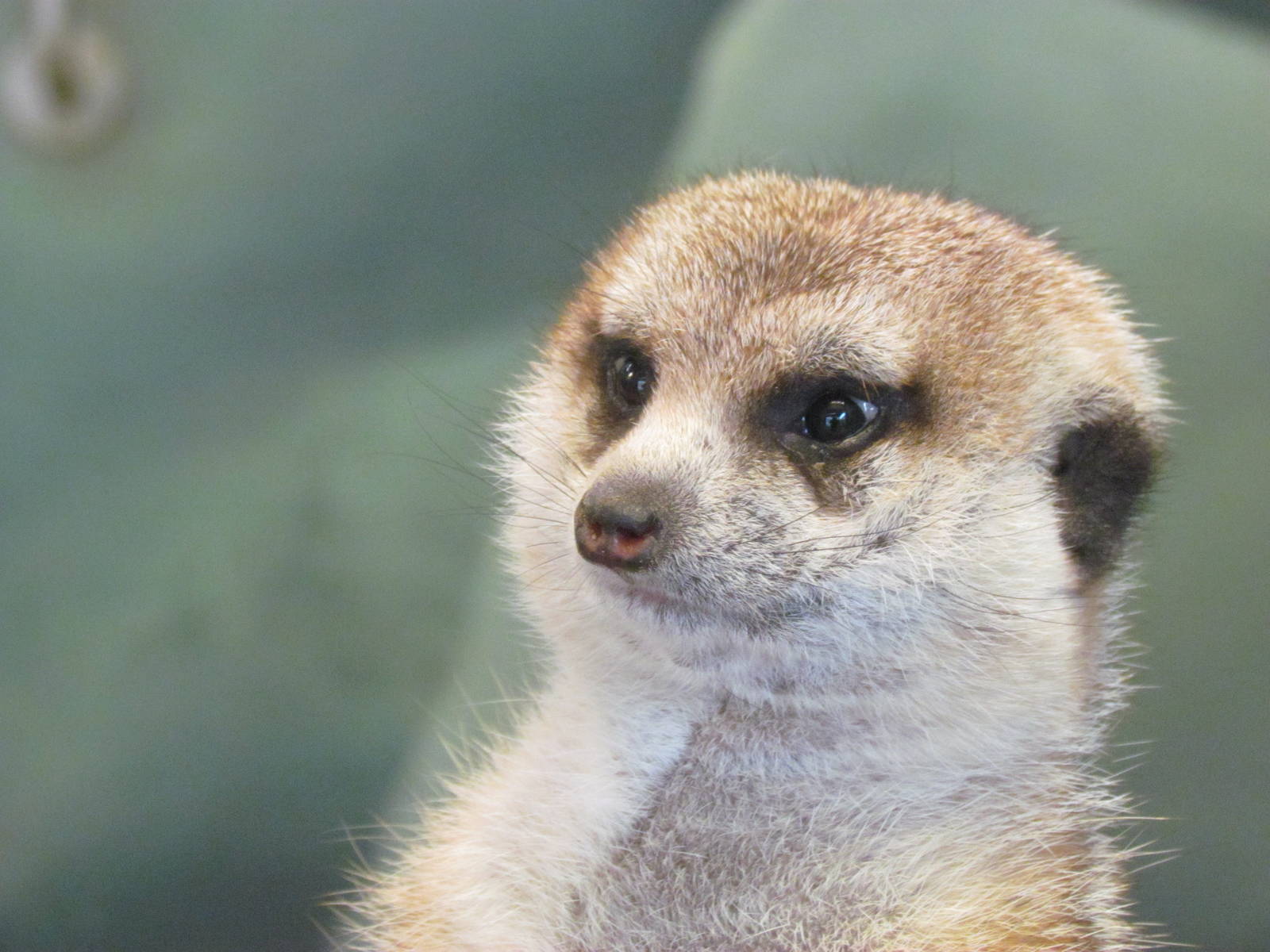 Small Animal Kingdom - Meerkat