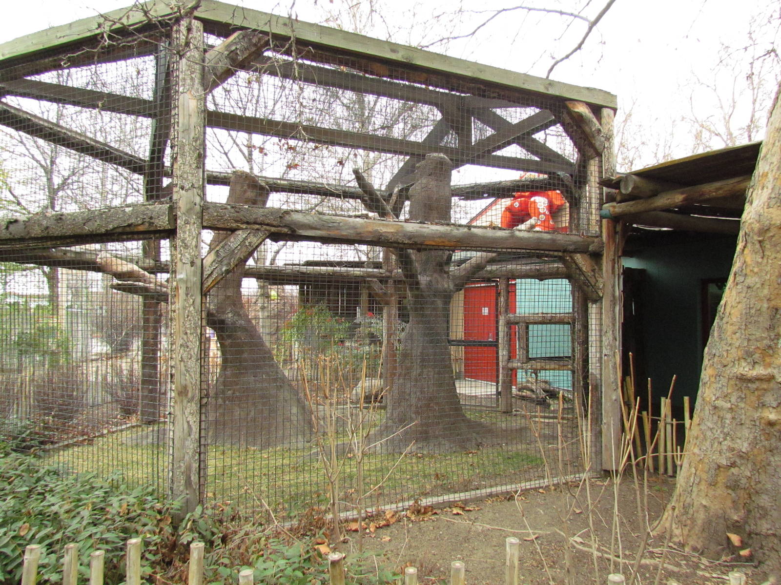 Small Animal Kingdom - Ring-tailed Lemur Outdoor Exhibit