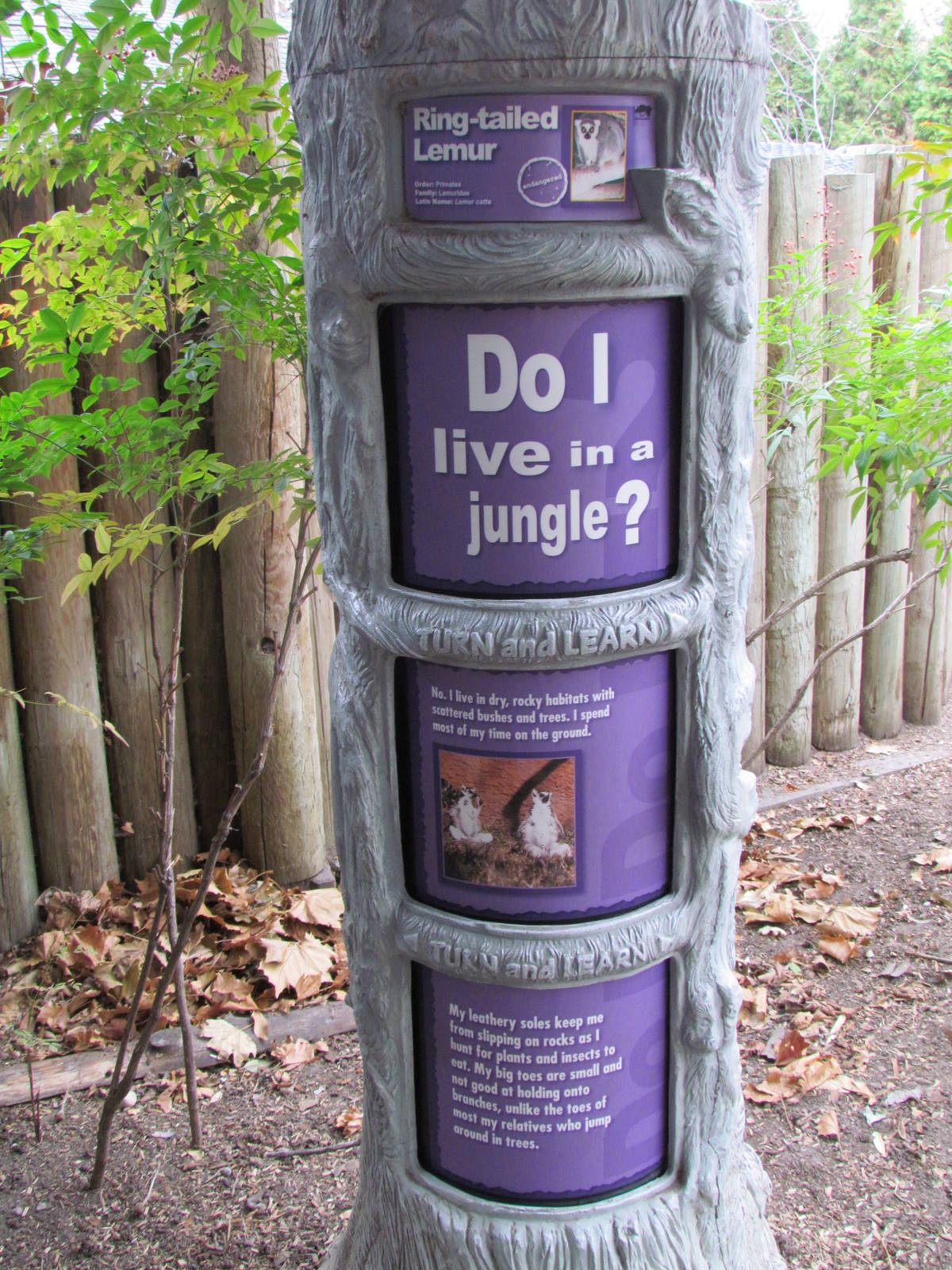 Small Animal Kingdom - Ring-tailed Lemur Signage