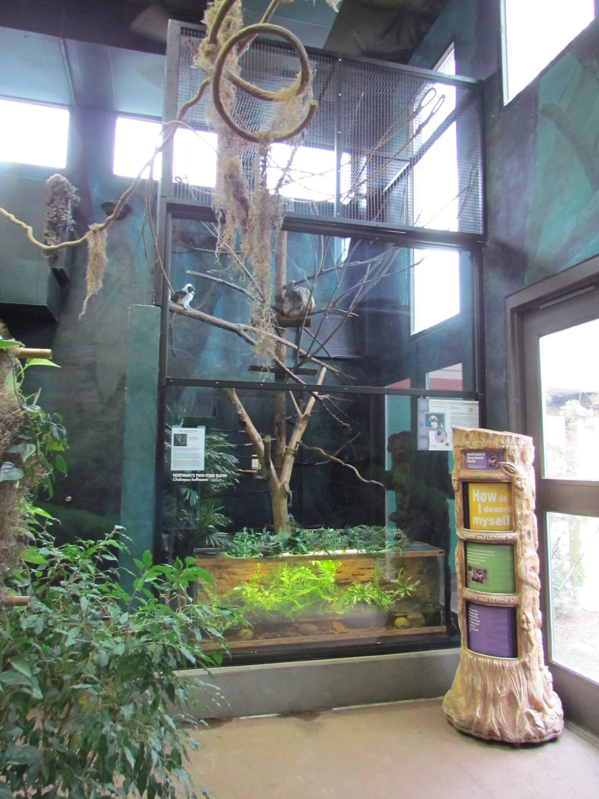 Small Animal Kingdom - Sloth and Tamarin Exhibit