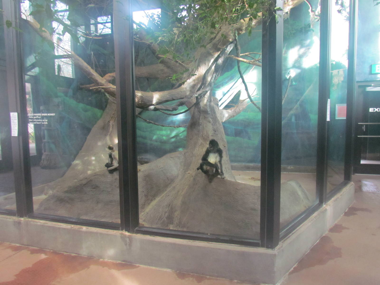 Small Animal Kingdom - Spider Monkey Exhibit