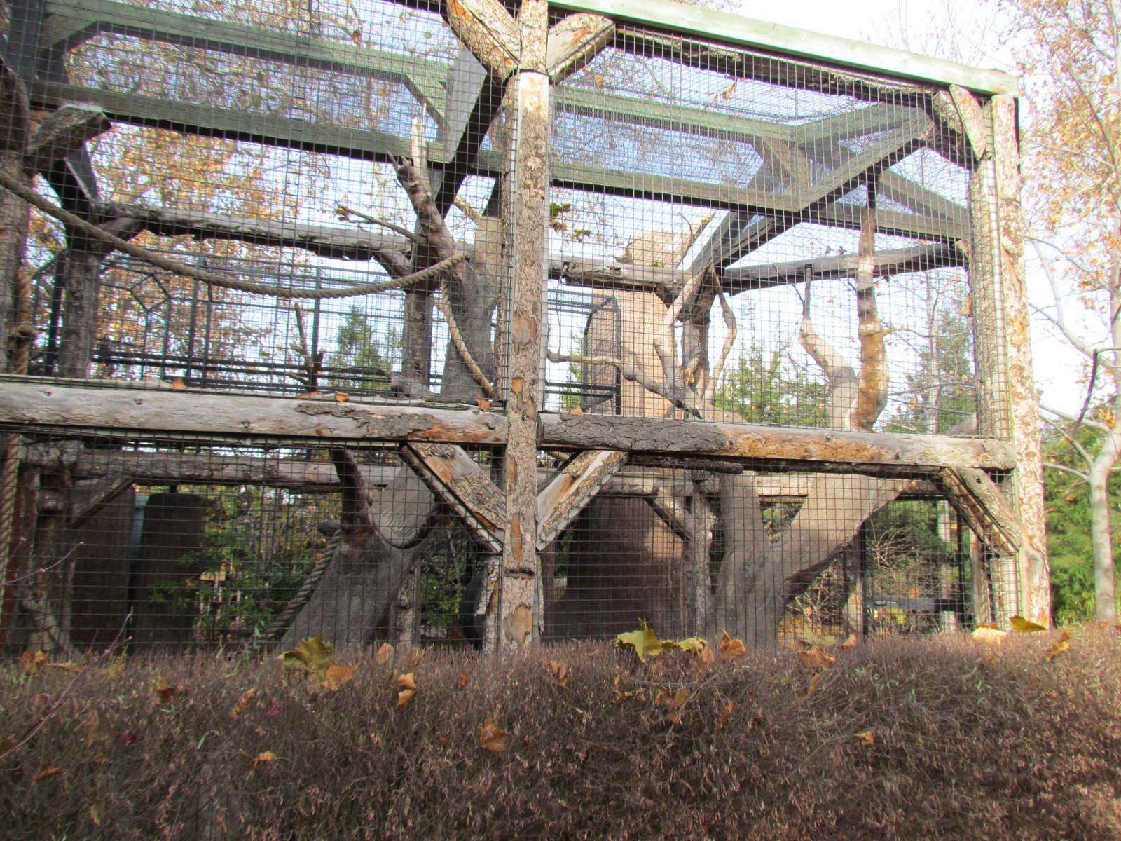 Small Animal Kingdom - Spider Monkey Exhibit