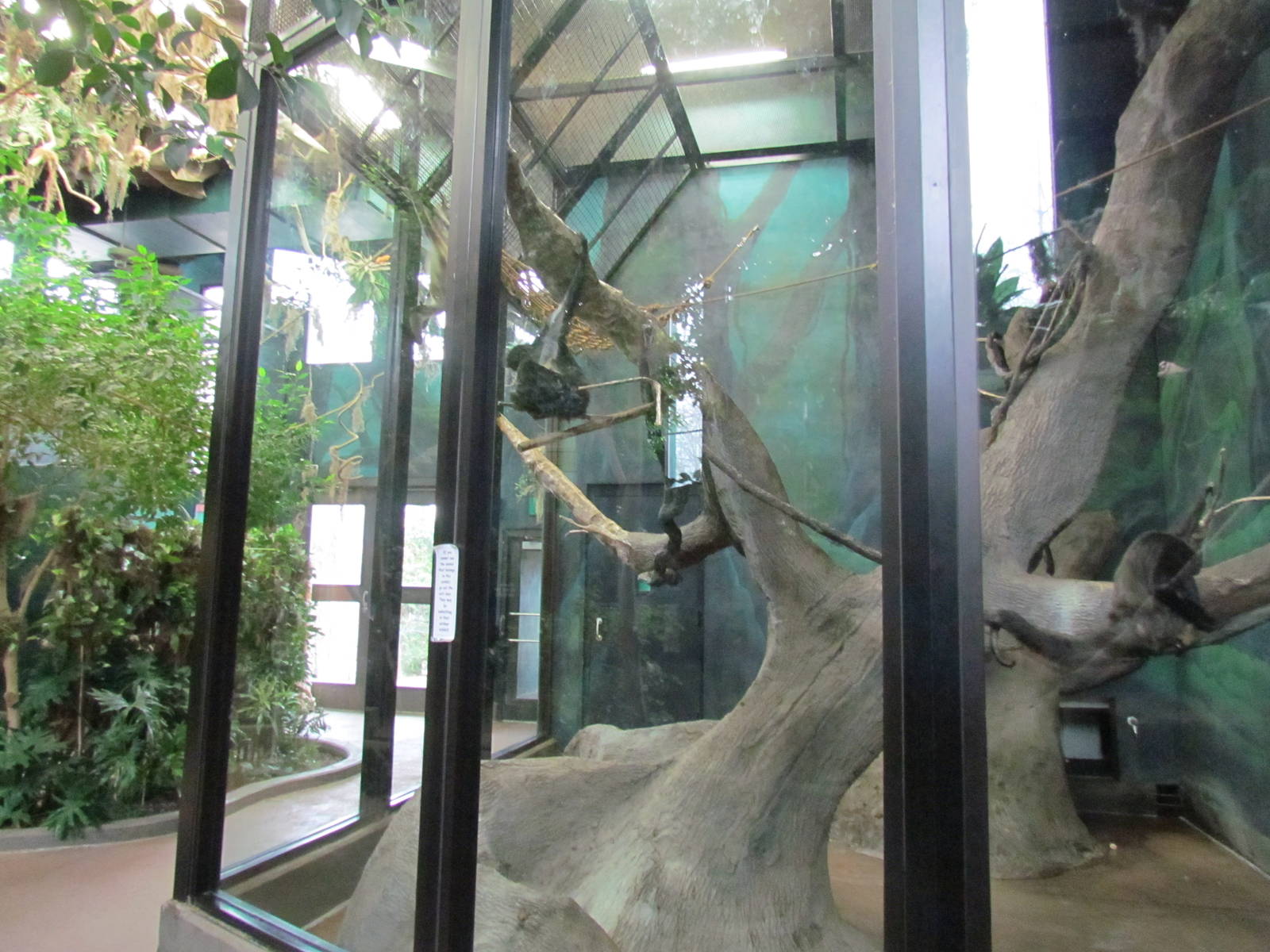 Small Animal Kingdom - Spider Monkey Indoor Exhibit