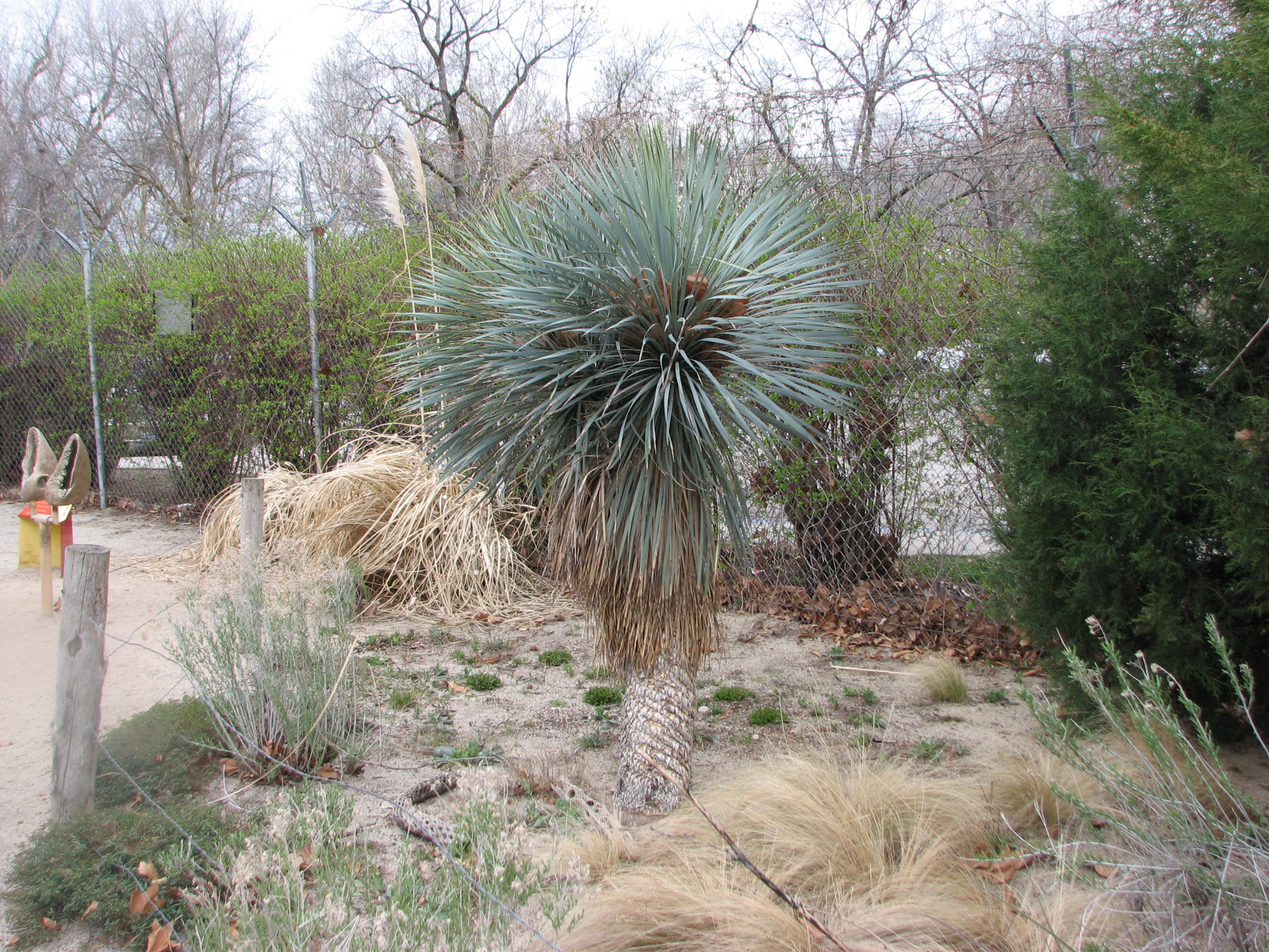Small Animal Kingdom - Yucca