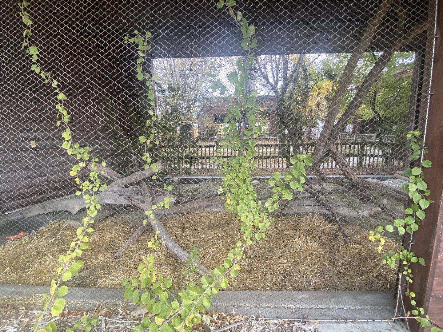 Small Animal Rotunda - Bobcat Exhibit