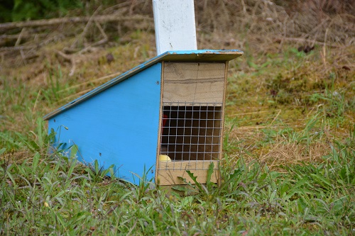 Small animal trap