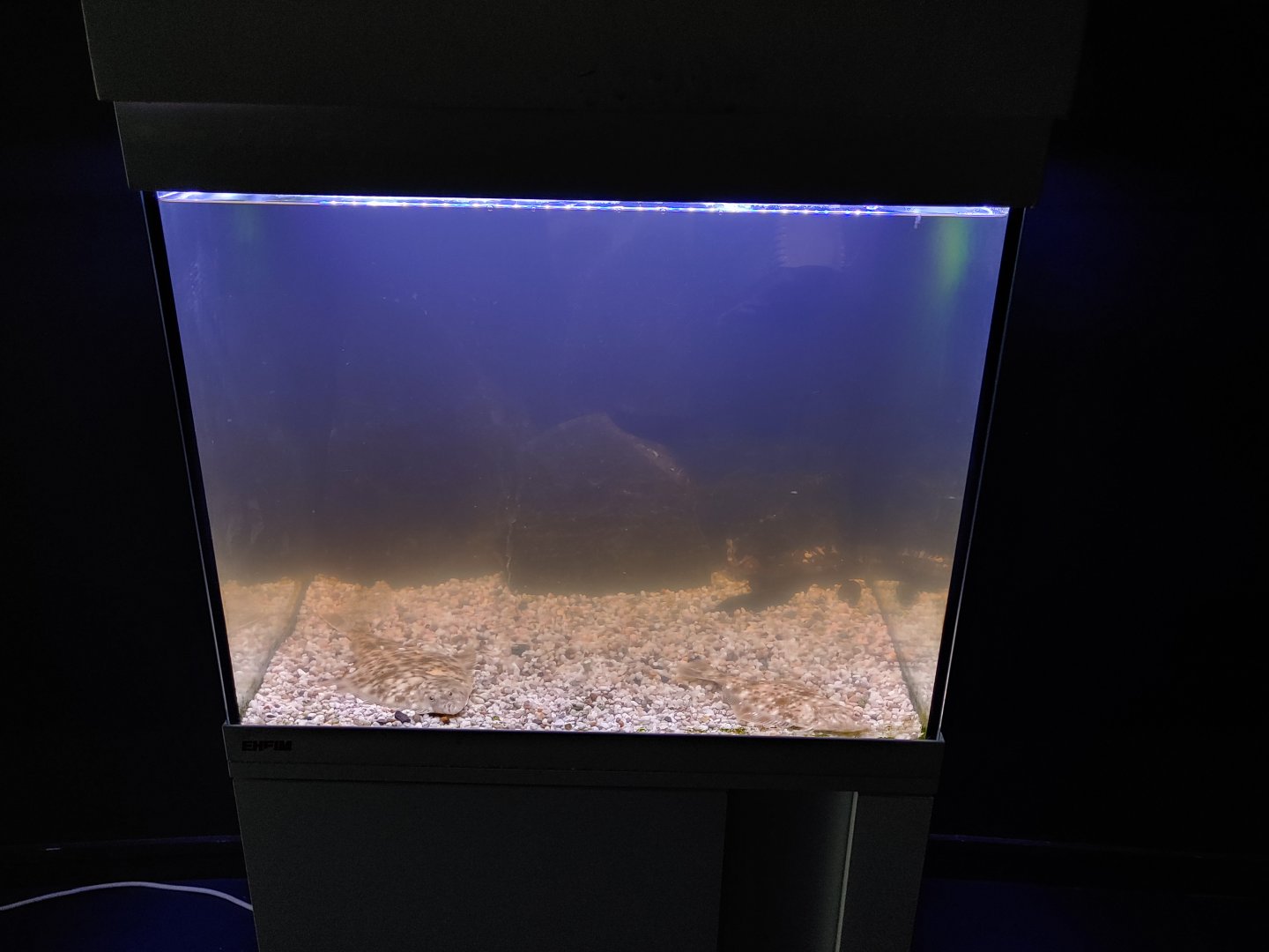 Small aquarium for European flounder