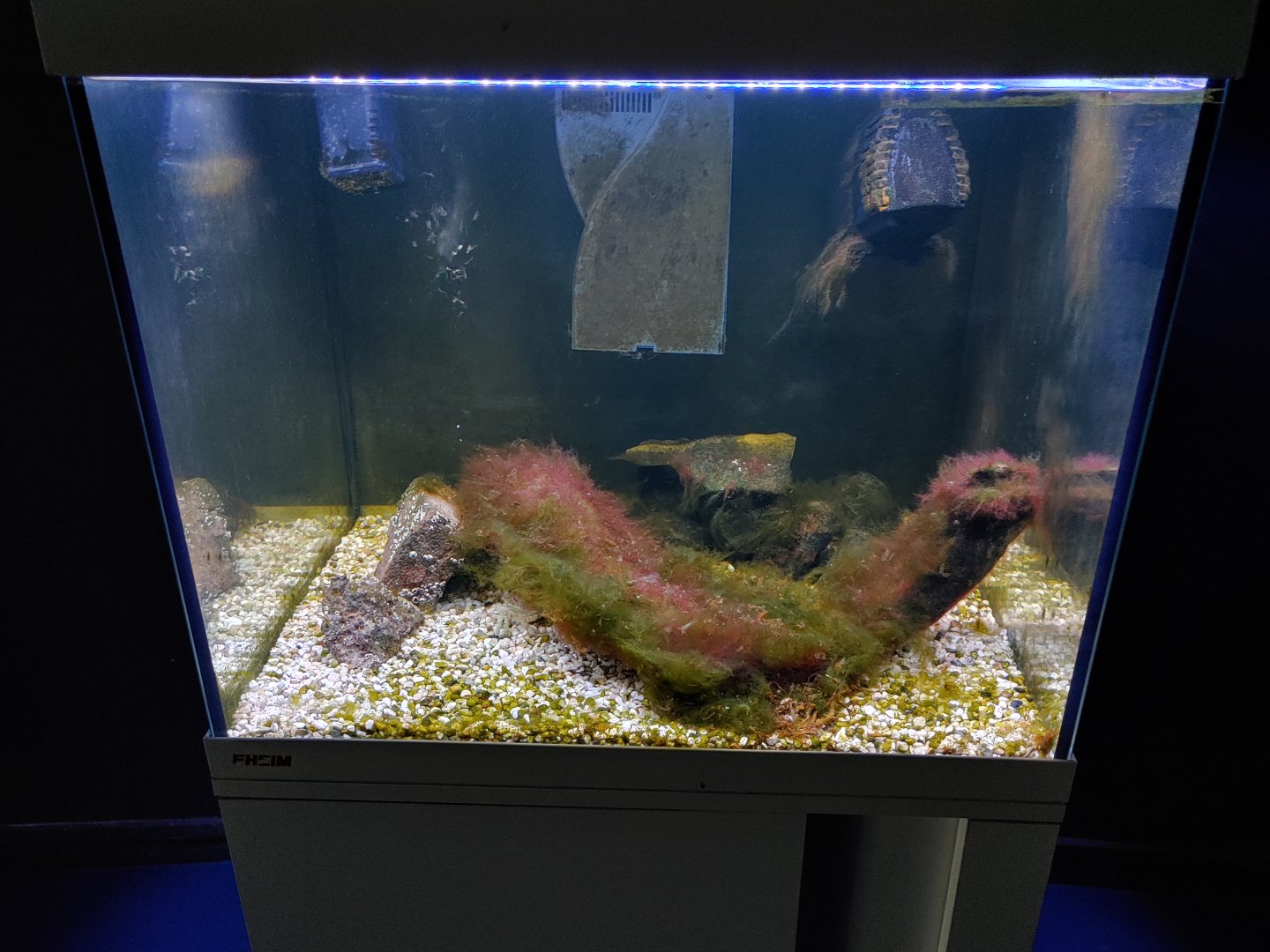 Small aquarium for shore crab