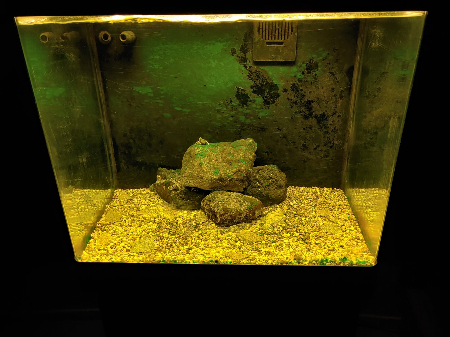 Small aquarium for young flatfish