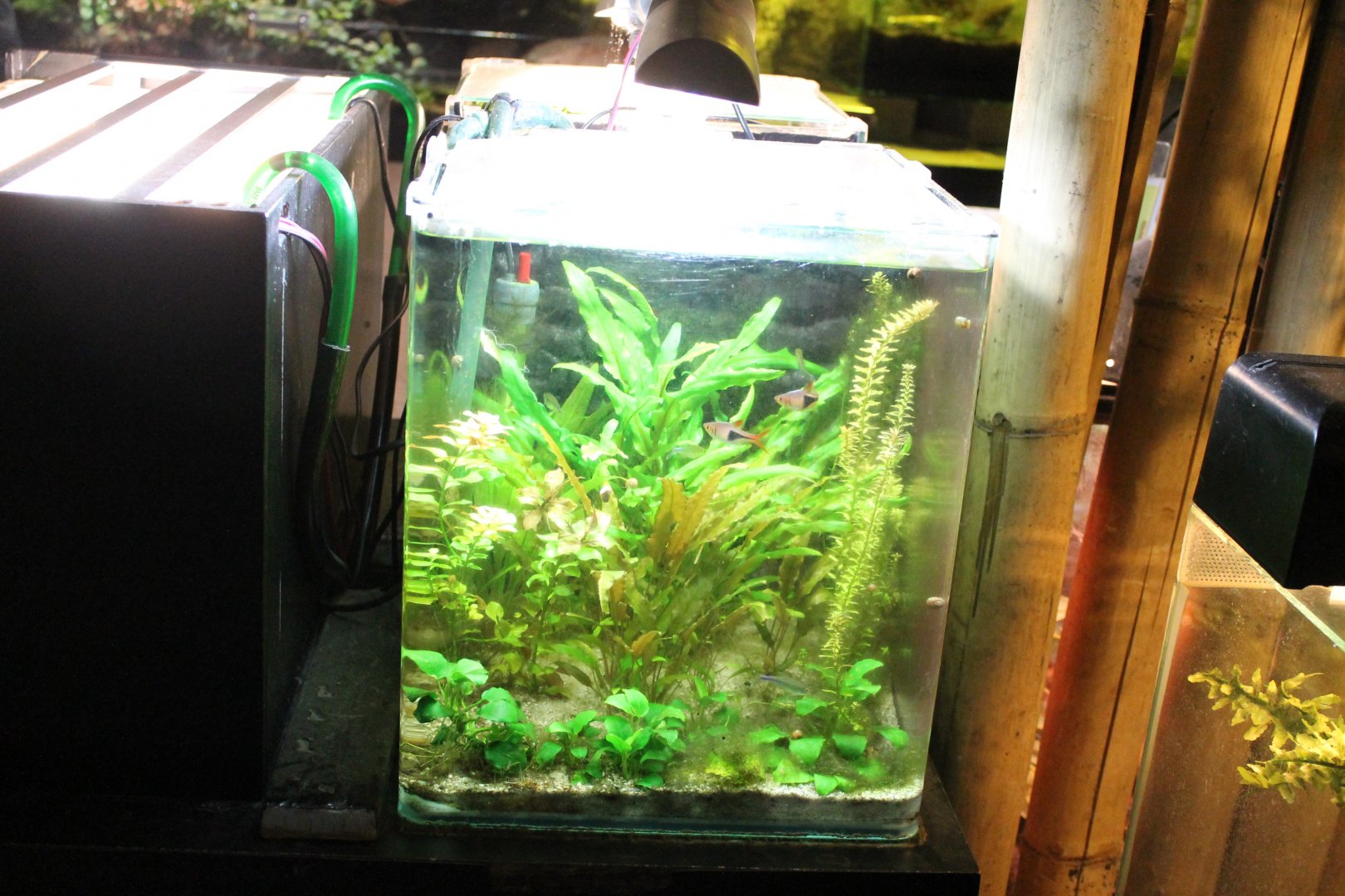 Small aquarium