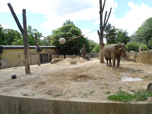 Small Asian elephant enclosure (07/22)