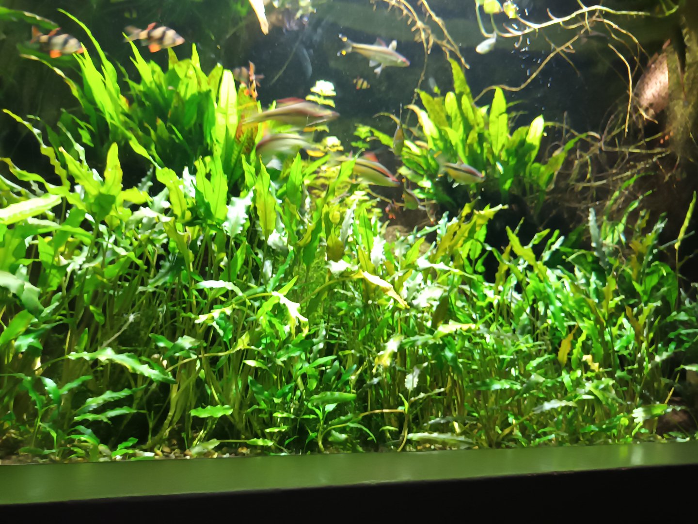 Small Asian Fish Tank Nr.2