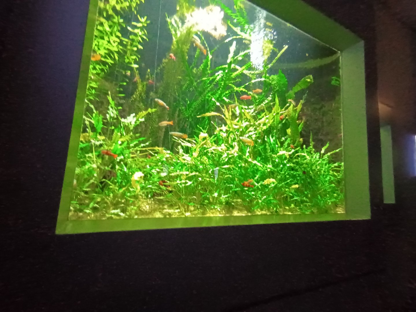 Small Asian Fish Tank