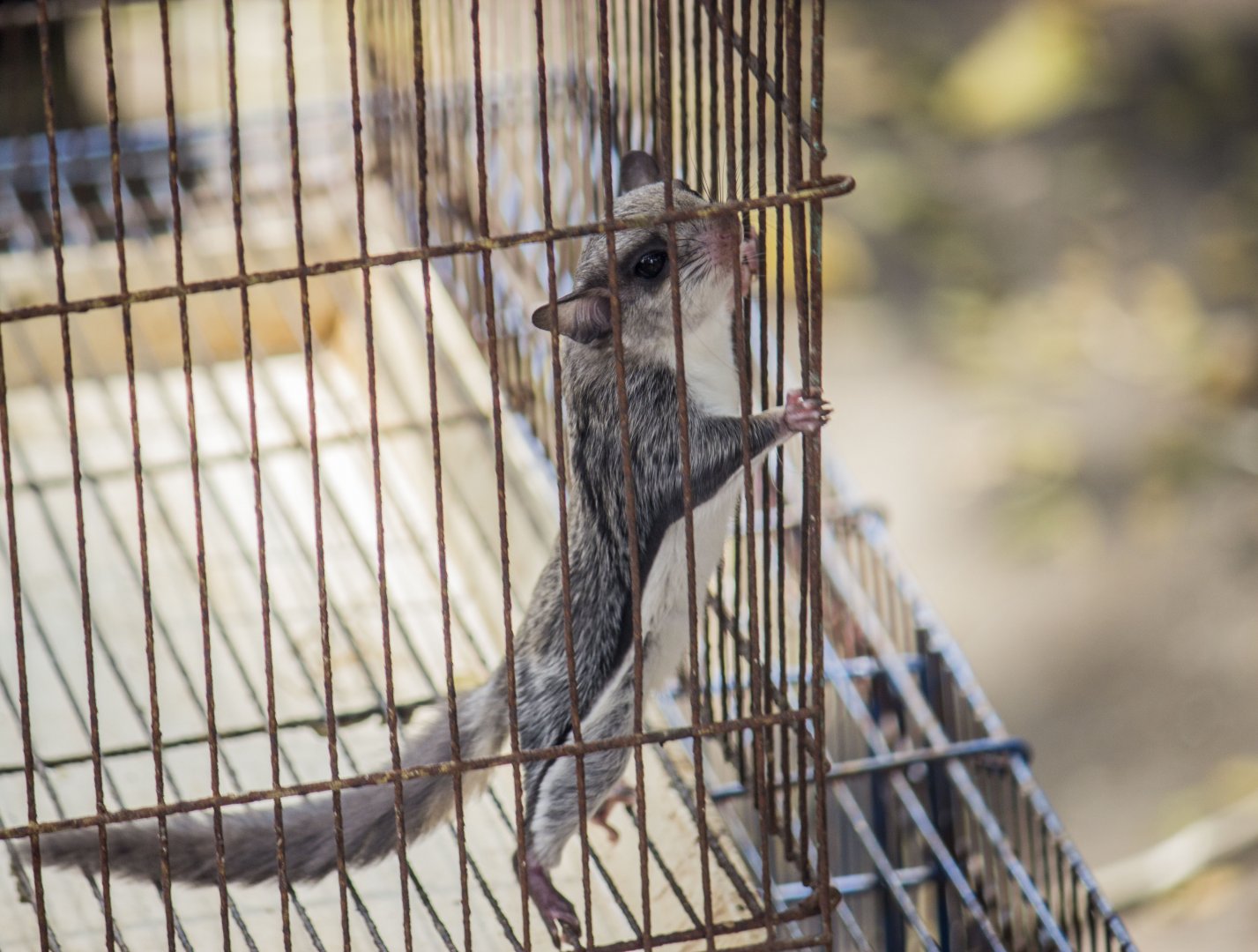 Small Asian flying squirrel, Hylopetes spec. (Malang Bird Market)