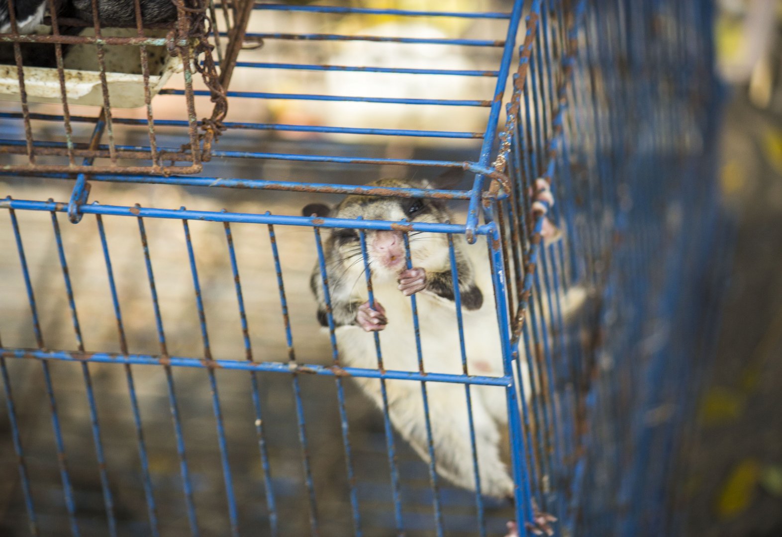 Small Asian flying squirrel, Hylopetes spec. (Malang Bird Market)