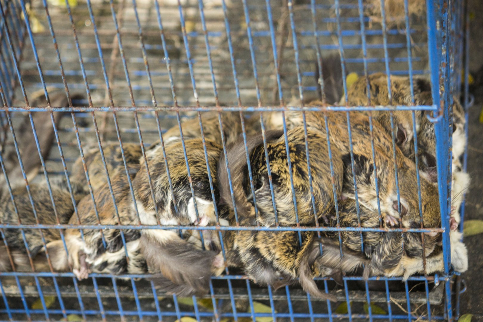 Small Asian flying squirrels, Hylopetes spec. (Malang Bird Market)