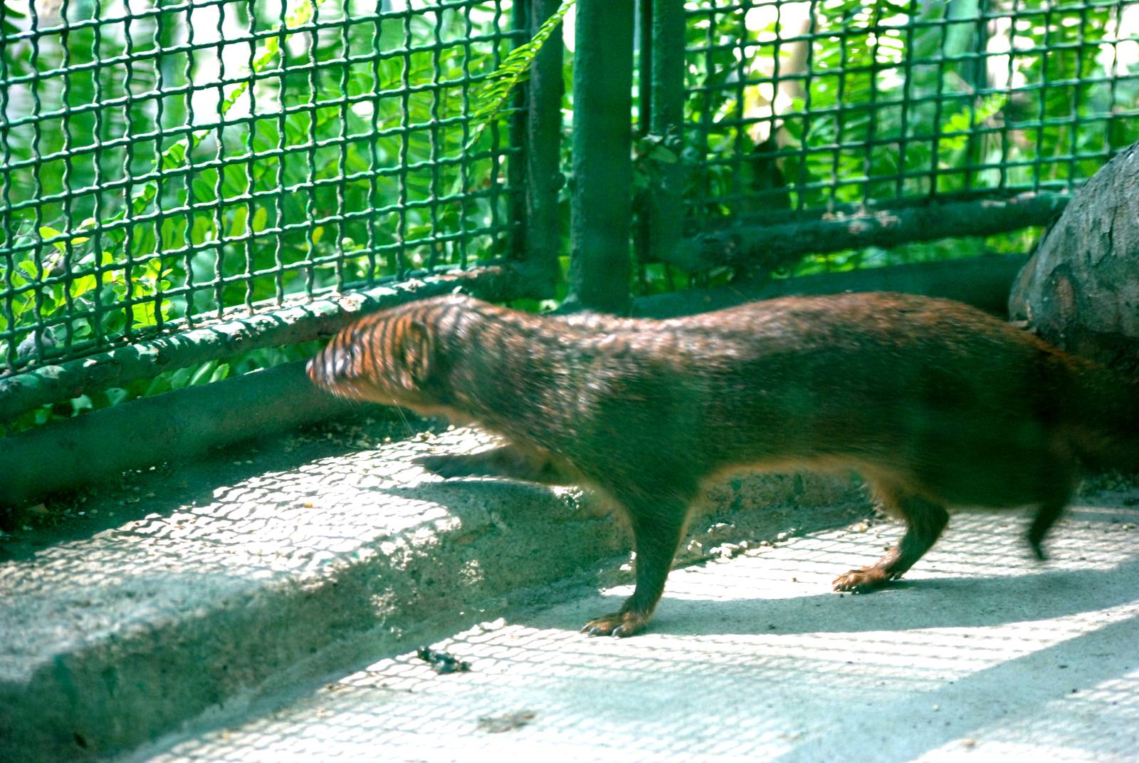 Small Asian Mongoose at Saigon Zoo, 16/03/12