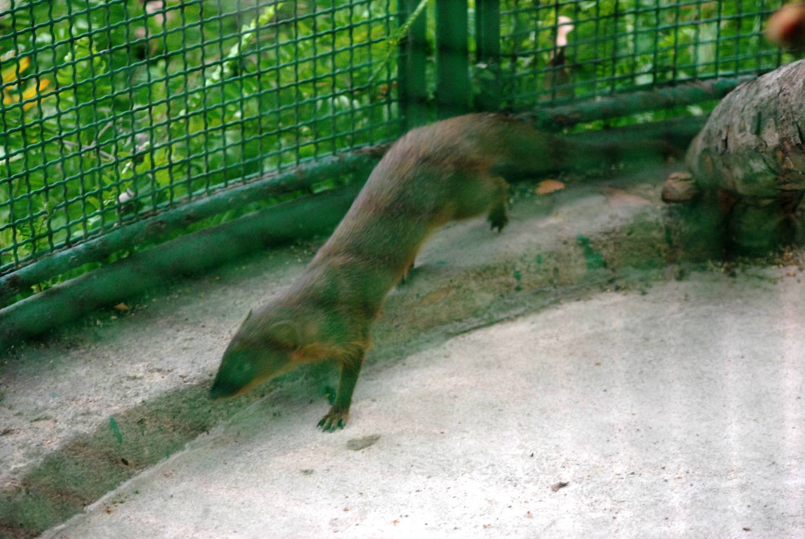 Small Asian Mongoose at Saigon Zoo, 16/03/12