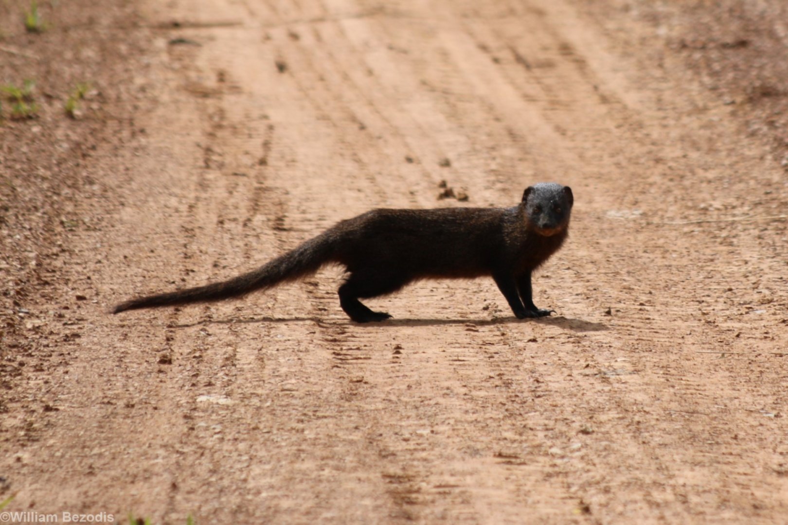 Small Asian Mongoose - Cat Tien