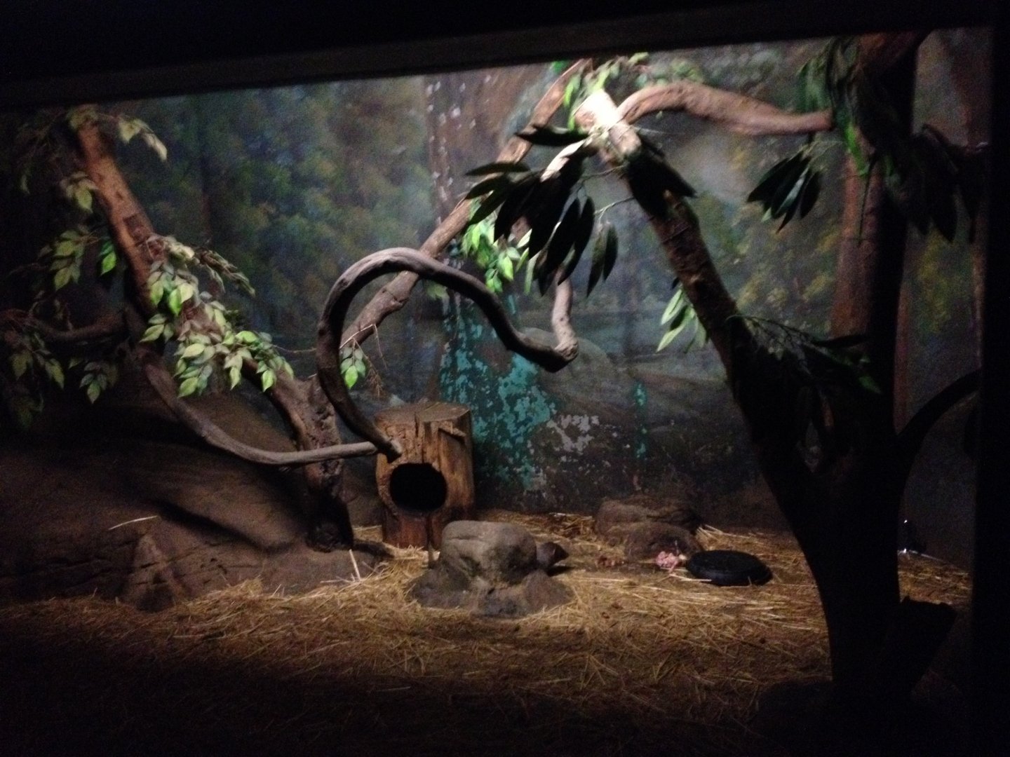 Small Asian Mongoose enclosure