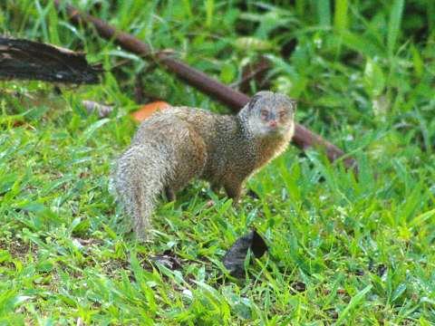 Small Asian Mongoose