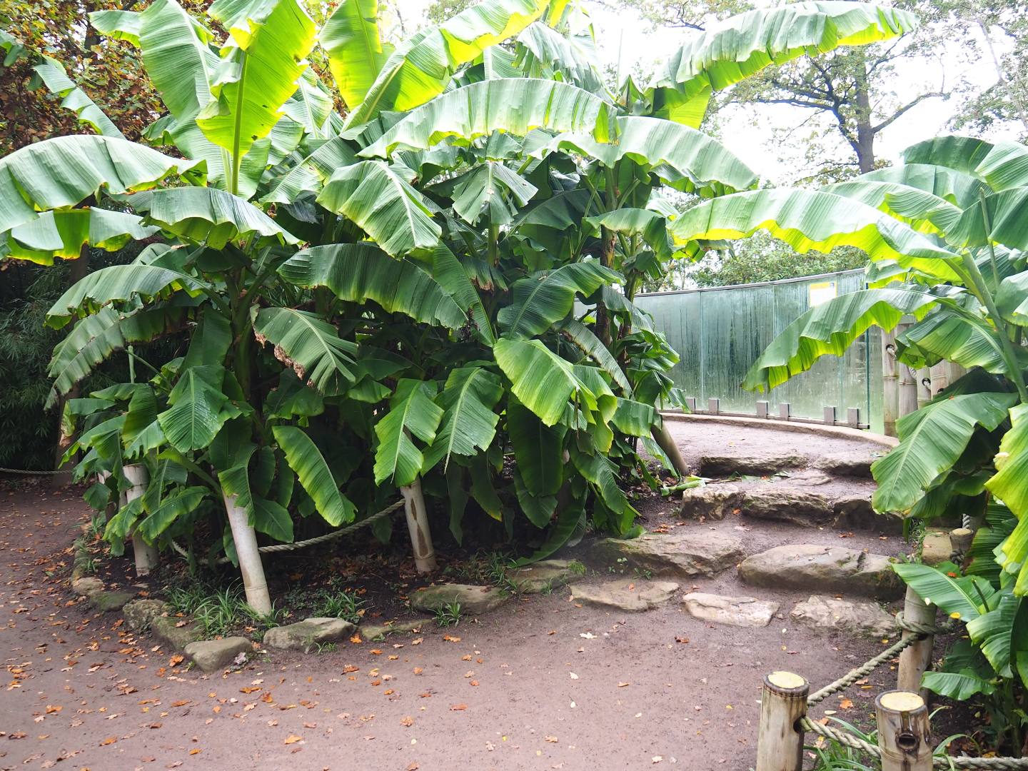 Small Asiatic lion viewing area, 2021-11-06