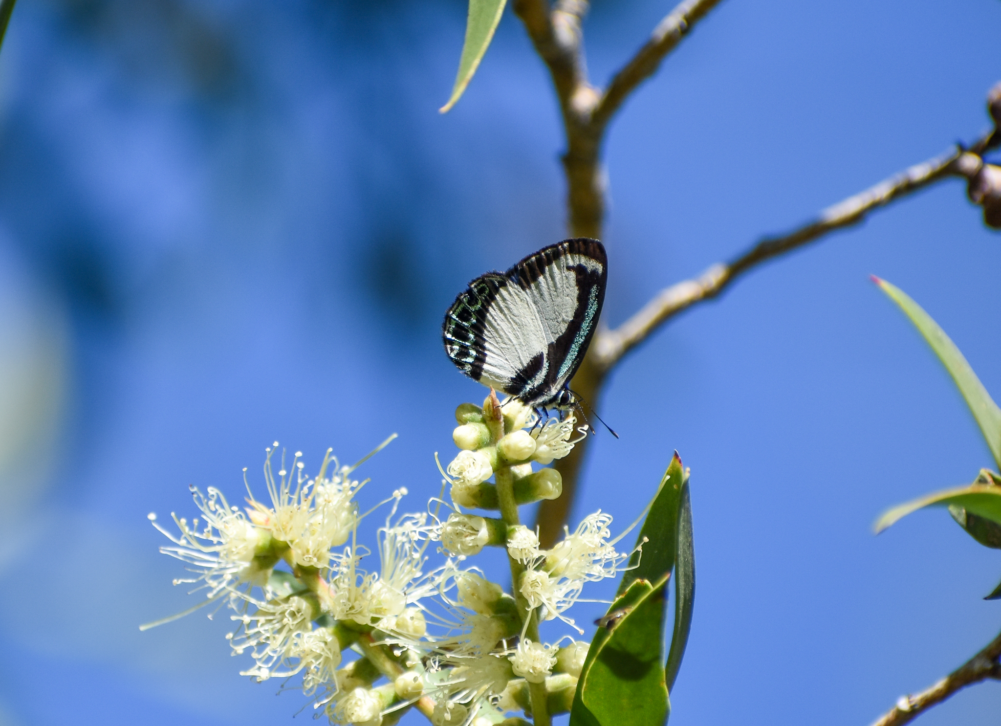 Small-banded Green-Blue