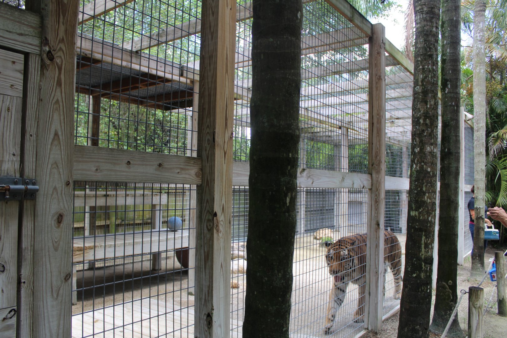 Small Bengal Tiger Enclosure - Mccarthy Wildlife Sanctuary