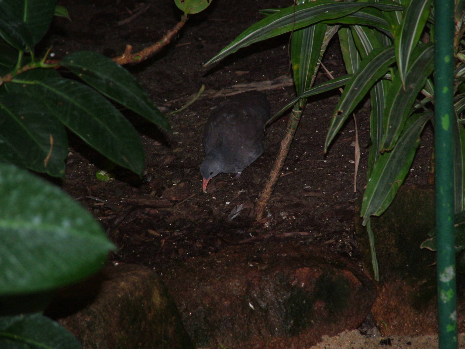 Small-billed Tinamou (Crypturellus parvirostris) at Walsrode 2007
