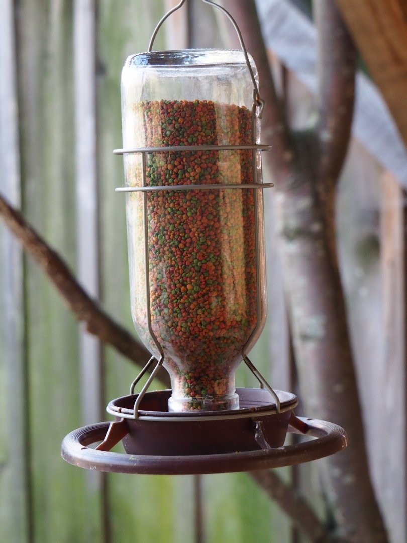 Small bird feeder, 2019-03-30