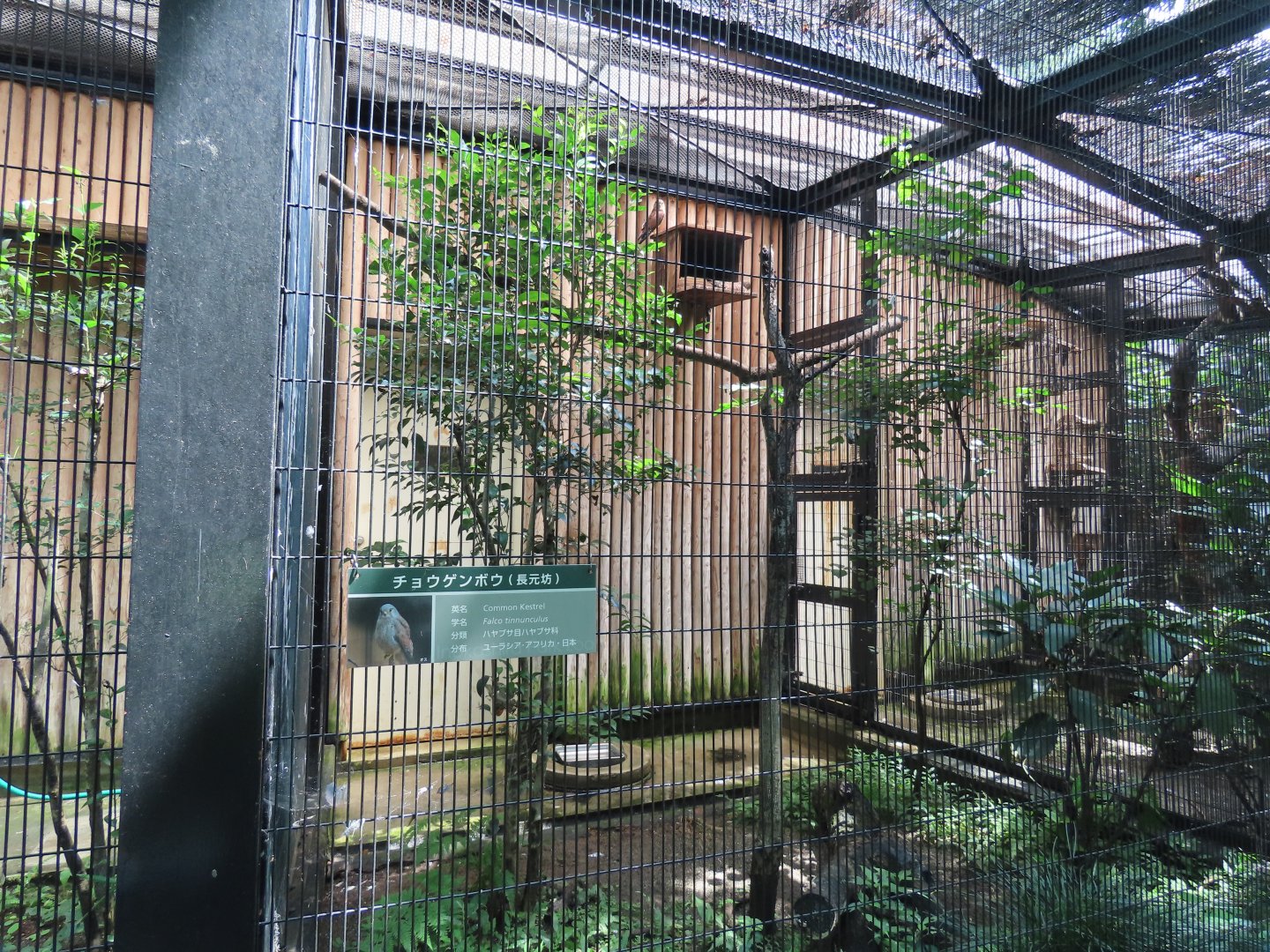 Small bird of prey exhibit