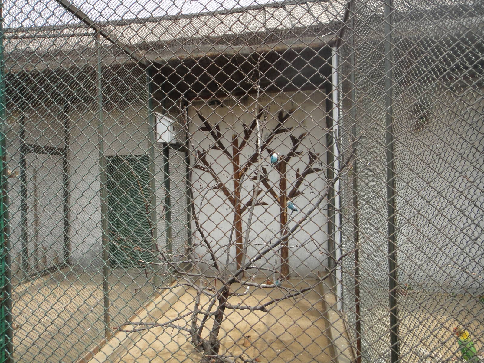 Small birds enclosure