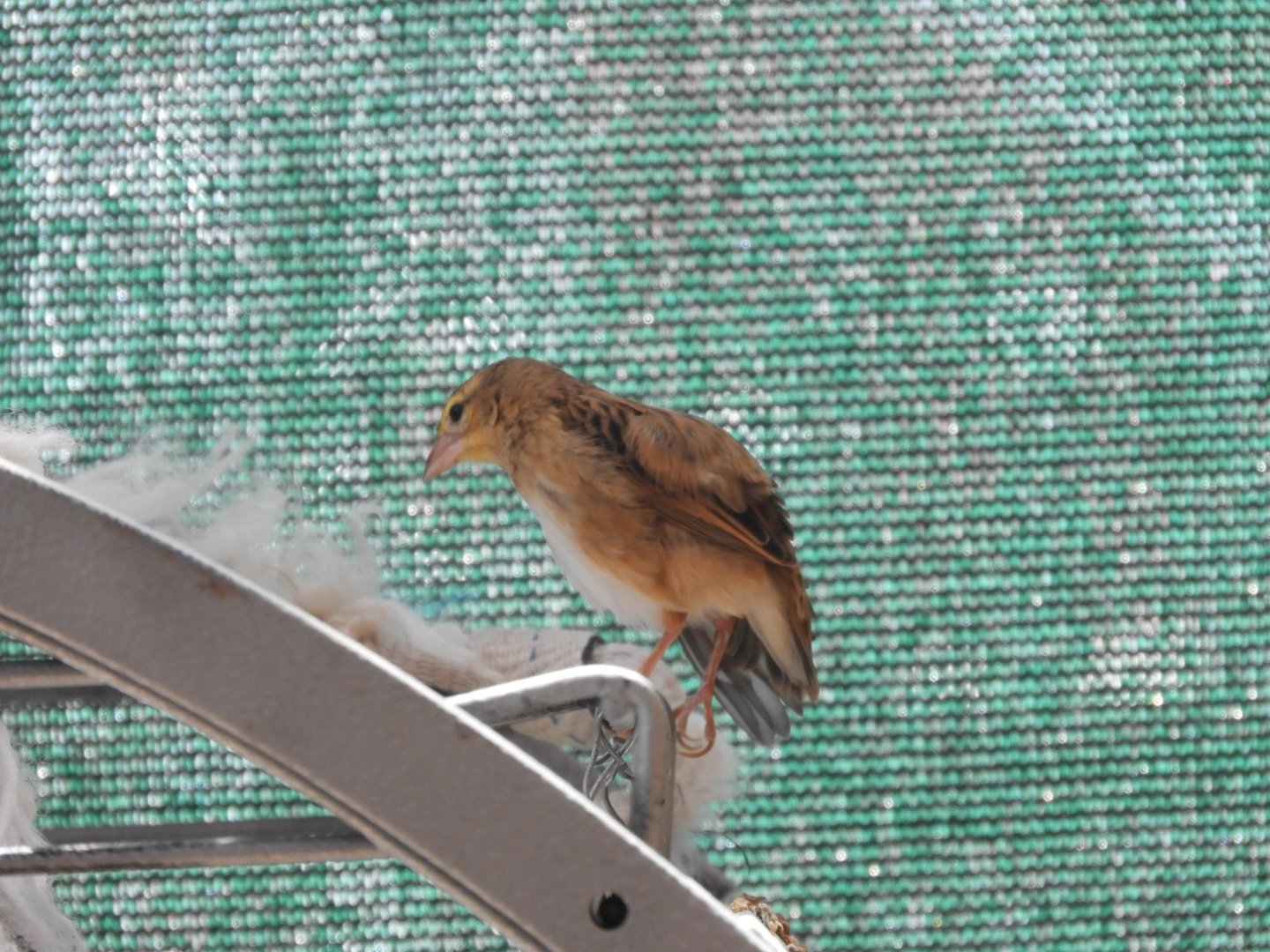 Small Brown Passerine ID?