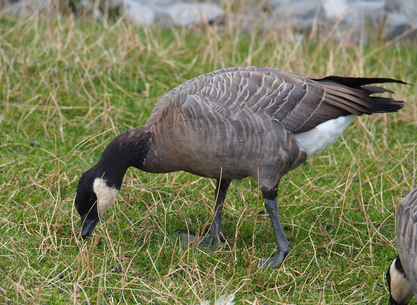 Small cackling Canada goose (Branta hutchinsii minima), 2020-09-02