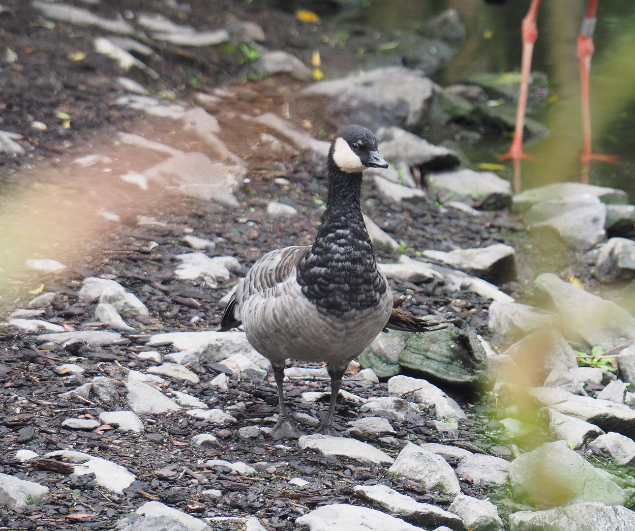 Small cackling Canada goose (Branta hutchinsii minima), 2022-09-15