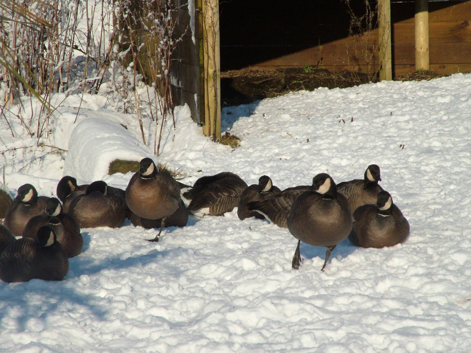Small Cackling Goose, Blackbrook in the Snow, 03/01/10