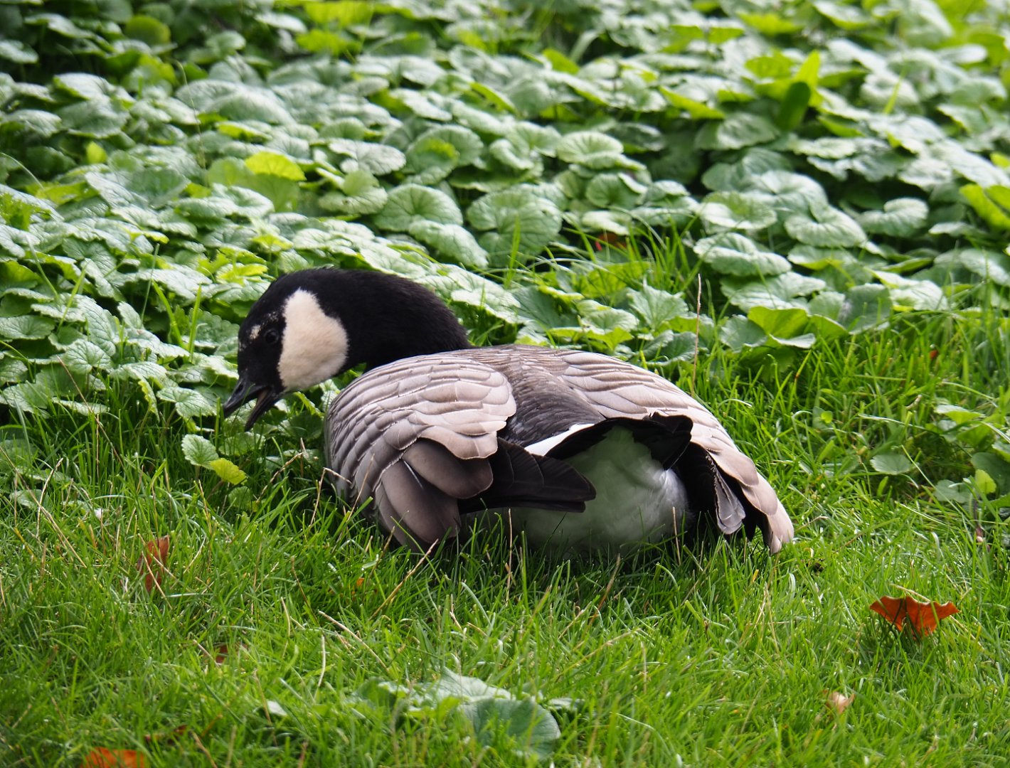 Small cackling goose (Branta hutchinsii minima), 2019-10-05