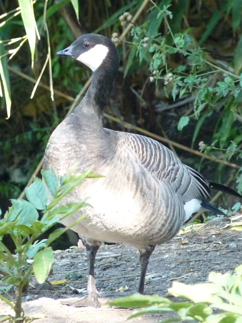 Small Canada goose (Branta canadensis ssp. minima)
