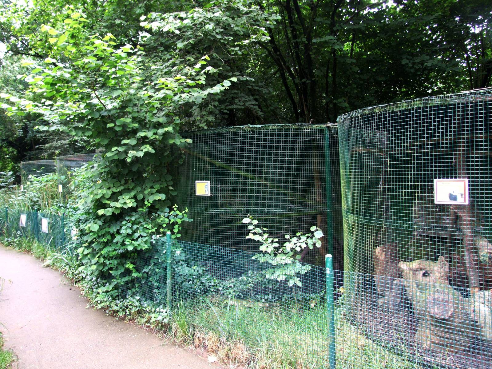 Small Carnivore Enclosures at Santillana del Mar, 13/06/15