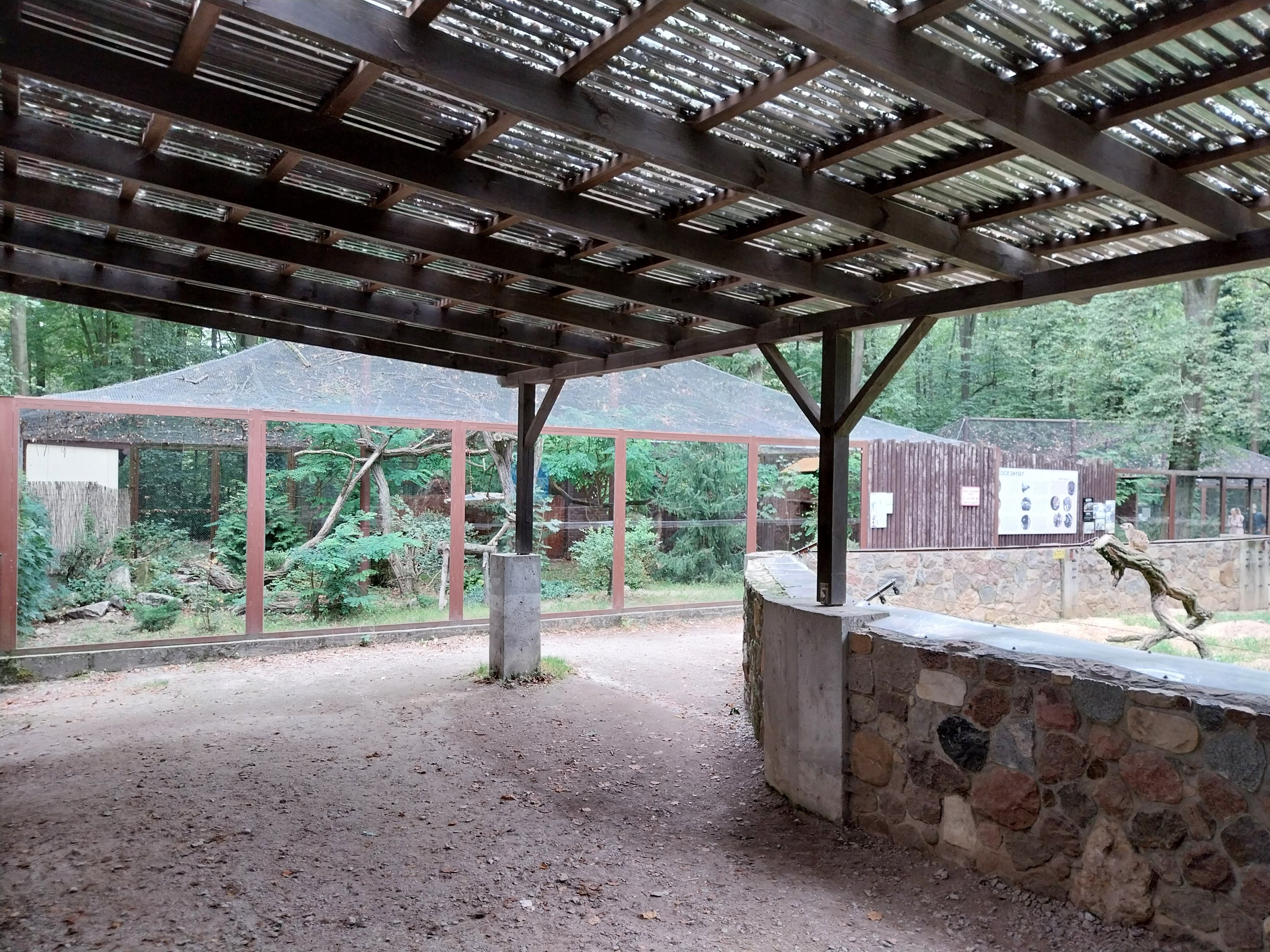 Small Carnivores - Amur Leopard Cat (Prionailurus bengalensis euptilura)