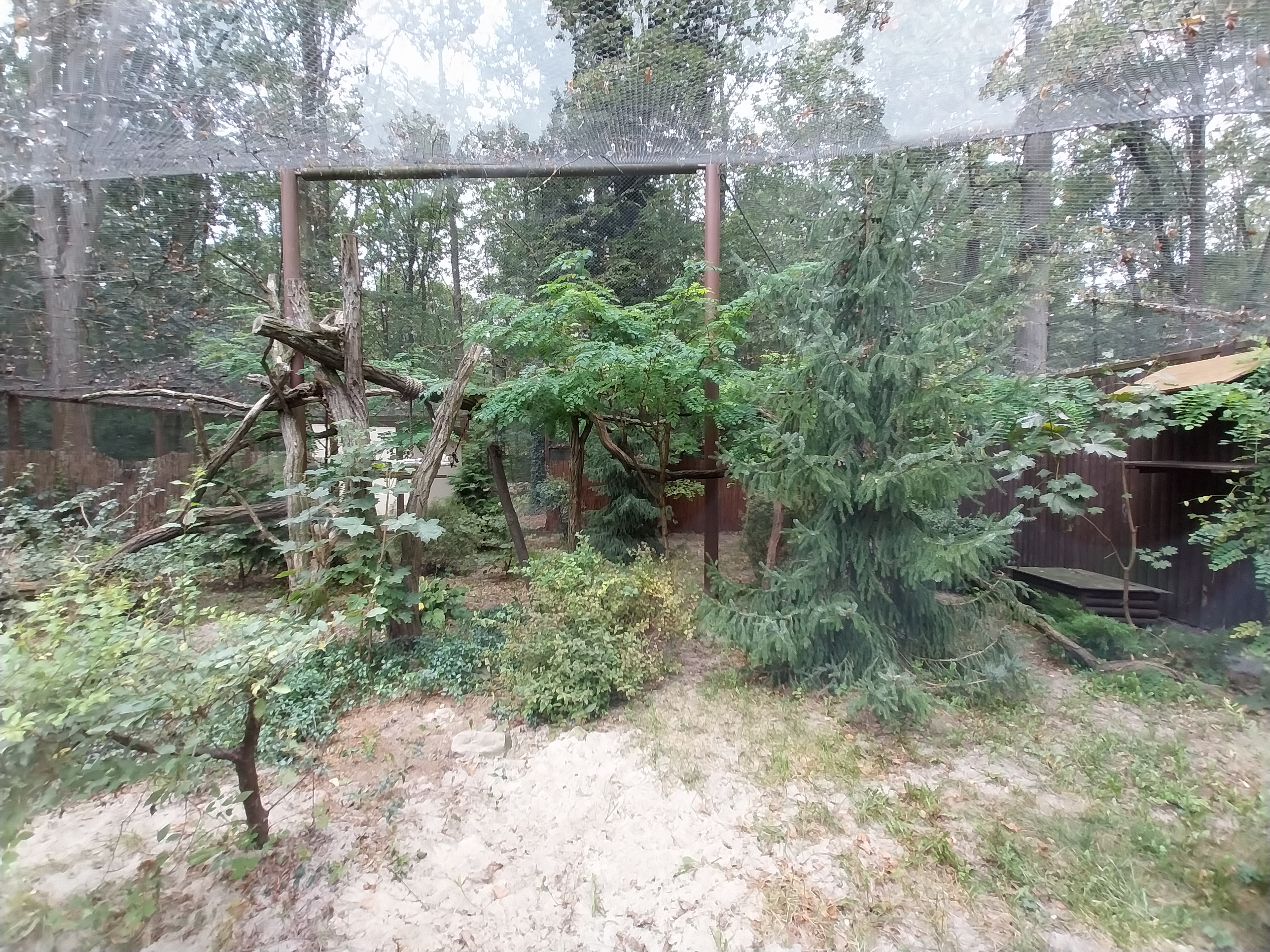 Small Carnivores - Amur Leopard Cat (Prionailurus bengalensis euptilura)