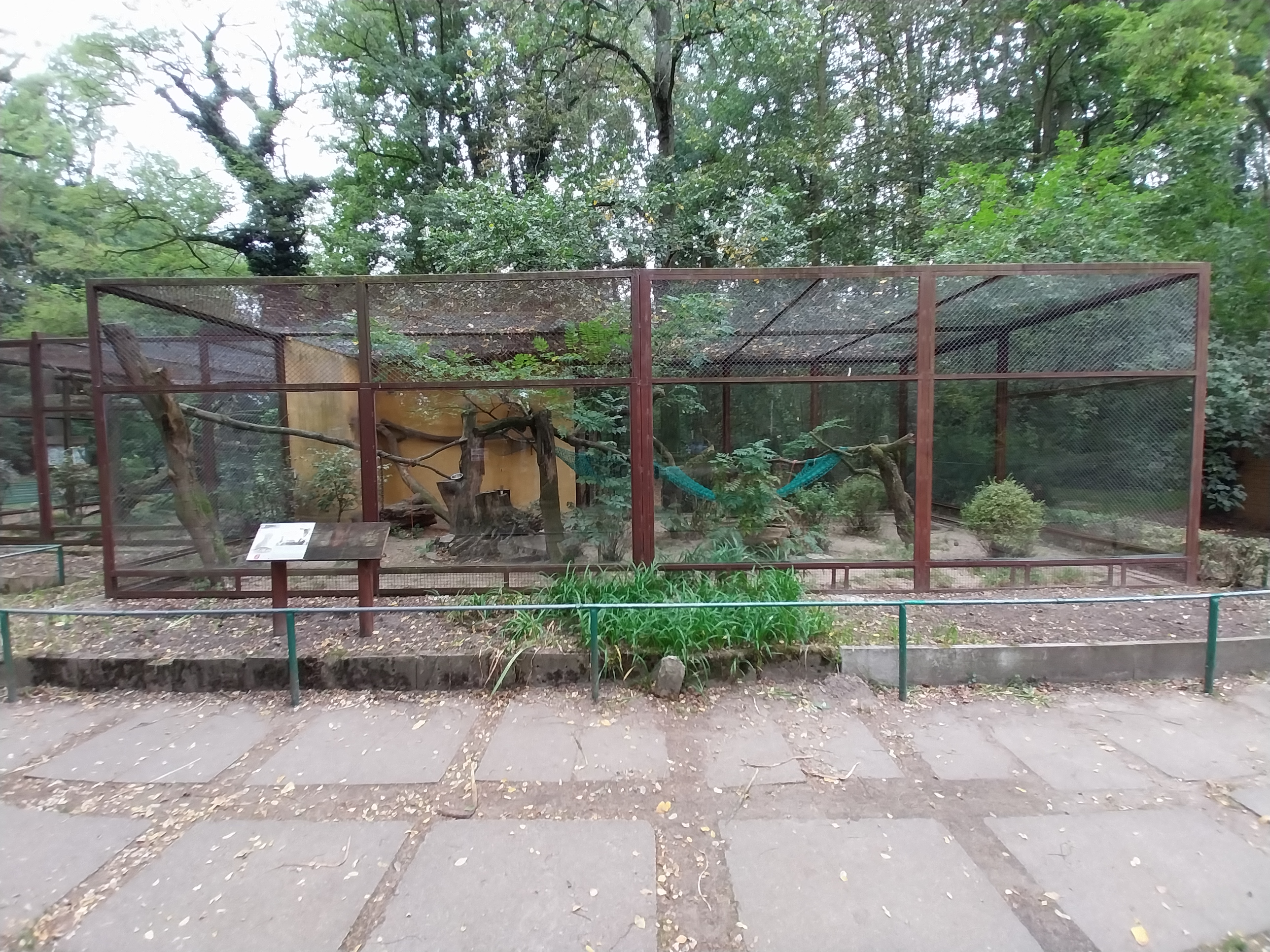 Small Carnivores - Cape Genet (Genetta tigrina)