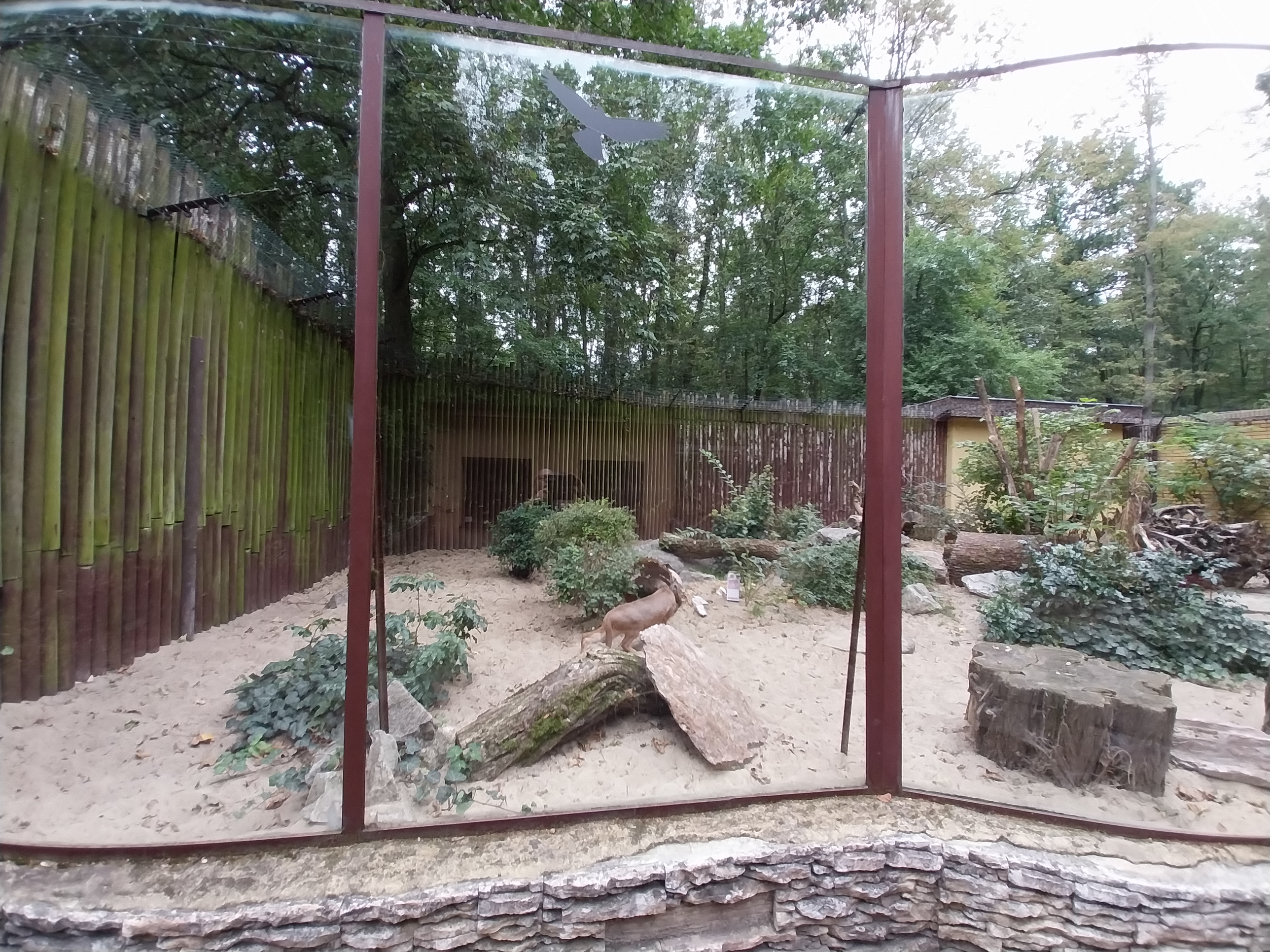 Small Carnivores - Caracal (Caracal caracal)