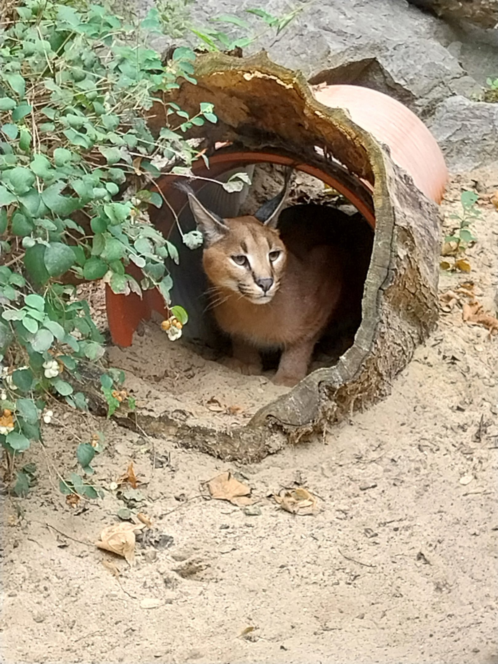 Small Carnivores - Caracal (Caracal caracal)