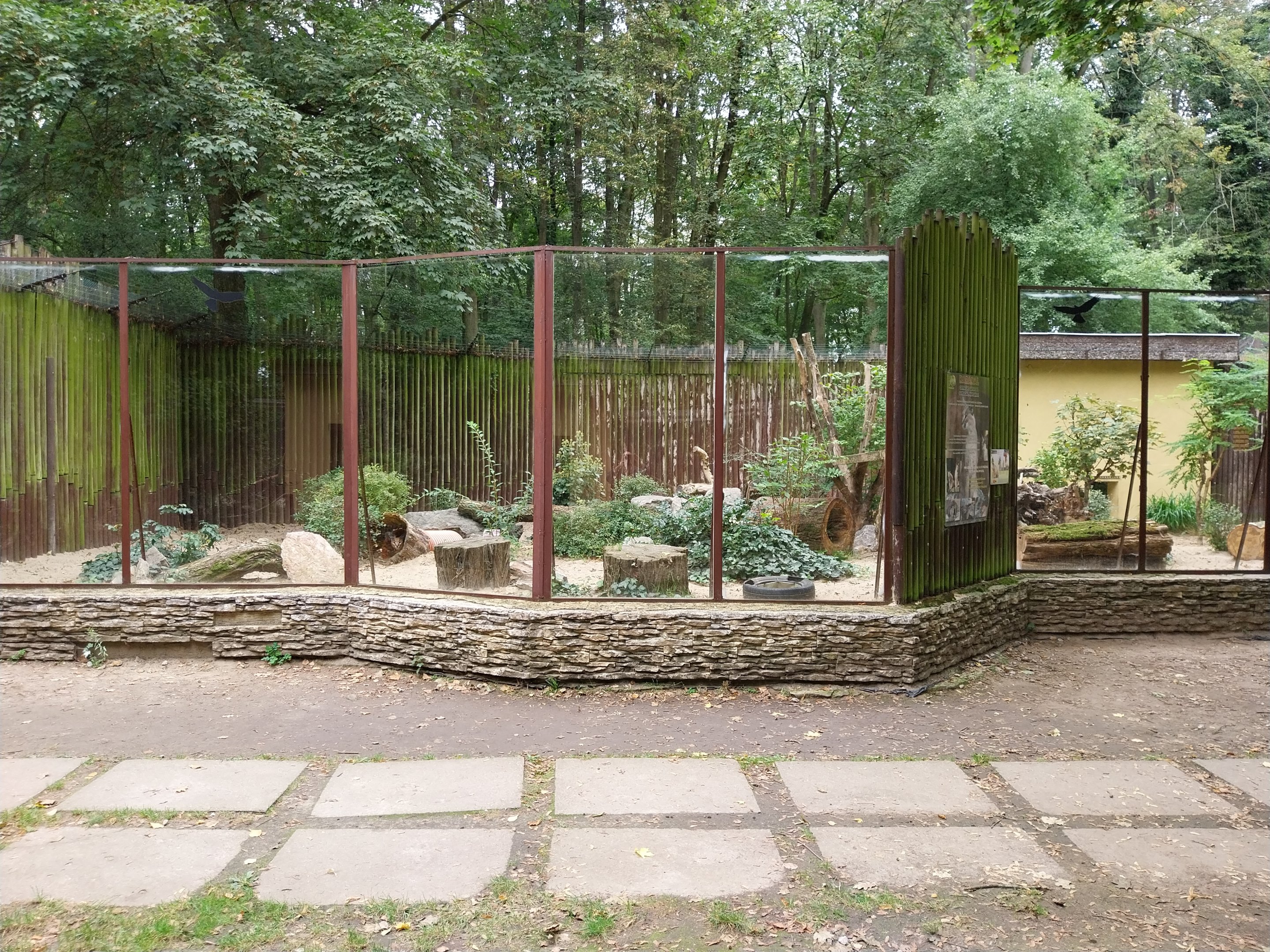 Small Carnivores - Caracal (Caracal caracal)