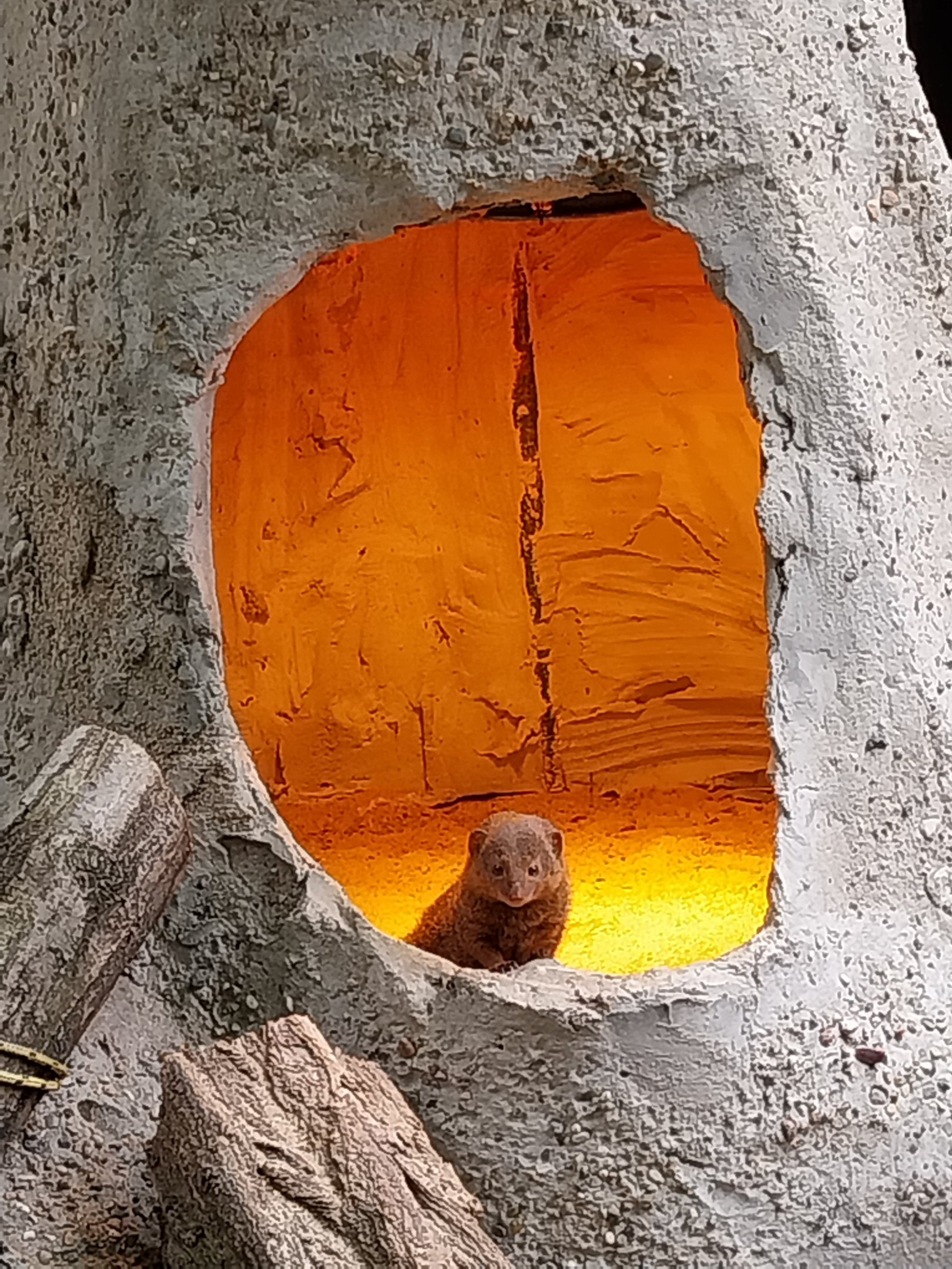 Small carnivores - Dwarf Mongoose (Helogale parvula)