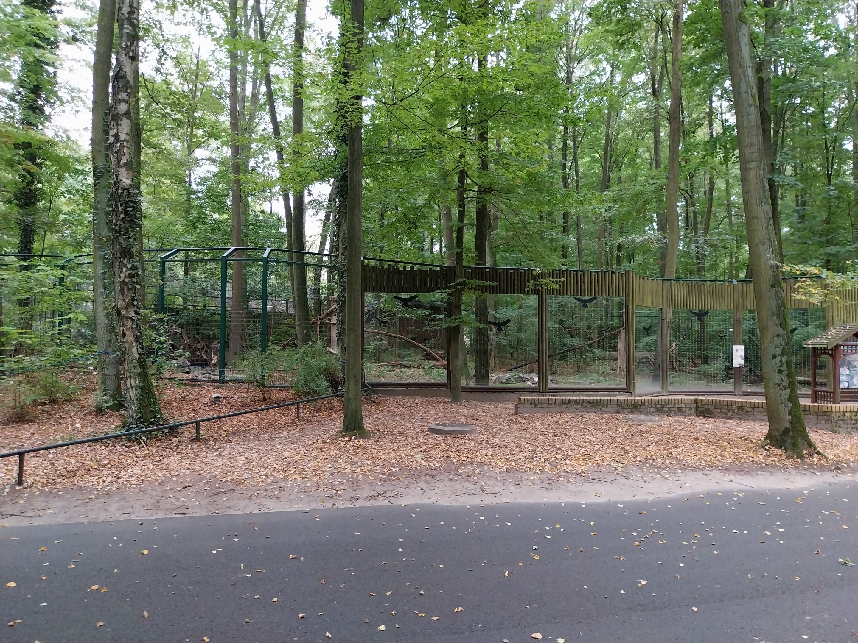 Small carnivores - Eurasian Lynx (Lynx lynx) enclosure