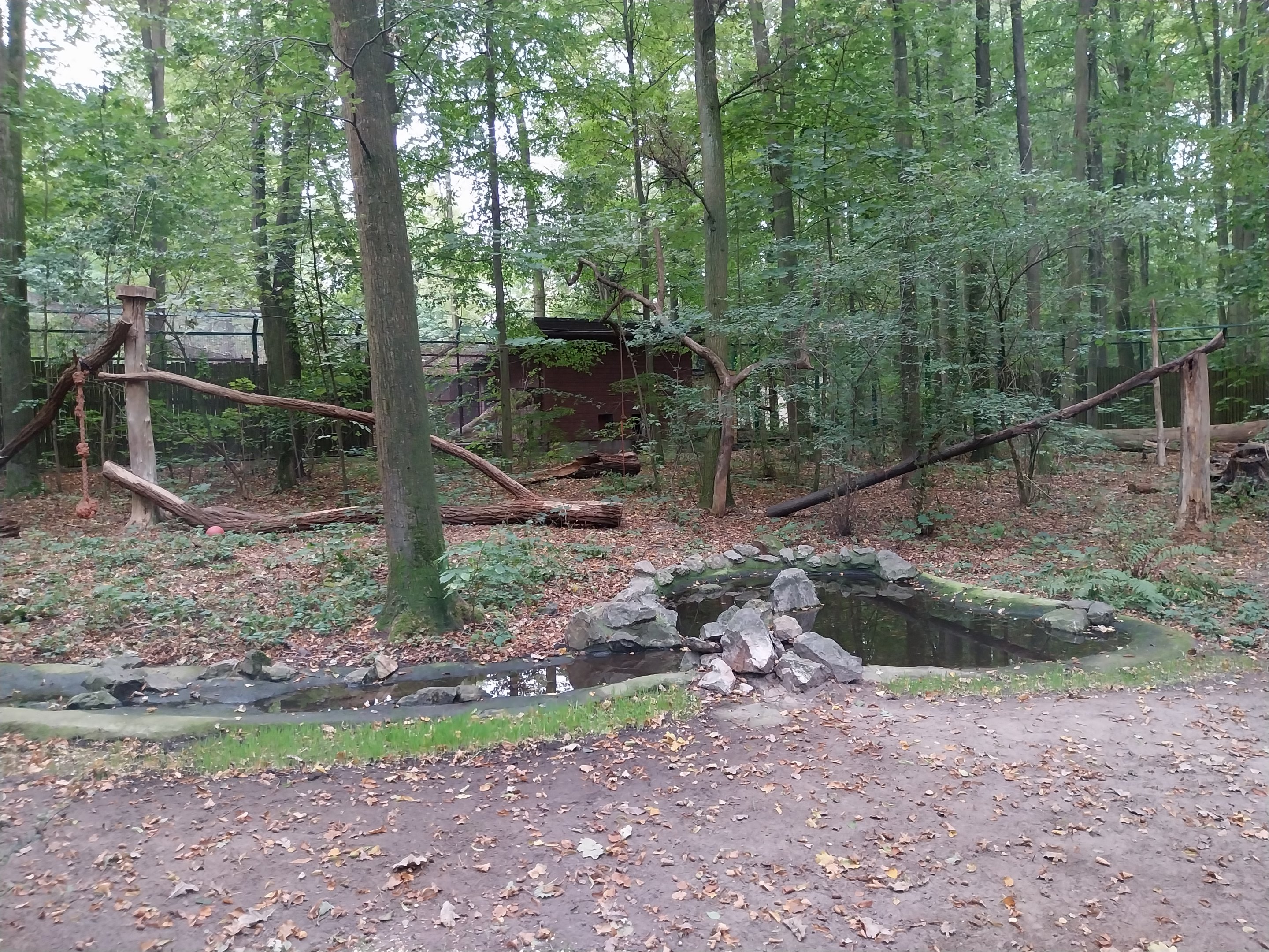 Small carnivores - Eurasian Lynx (Lynx lynx) enclosure